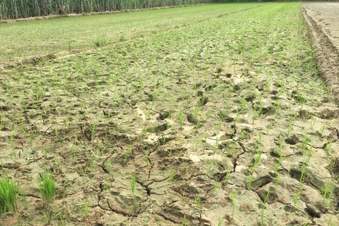 Nhiều diện tích ruộng trên địa bàn xã Cẩm Ngọc, huyện Cẩm Thủy, Thanh Hóa, khô nứt do thiếu nước trầm trọng. (Ảnh: Khiếu Tư/TTXVN)