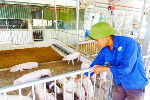 Lợn hữu cơ của Tập đoàn Quế Lâm vẫn an toàn dù những đàn xung quanh đã nhiễm dịch tả châu Phi. (Nguồn: phanbonquelam)
