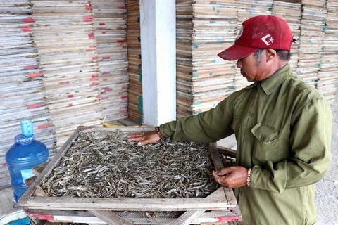 Huyện Gio Linh (Quảng Trị) hiện có hơn 140 cơ sở làm nghề hấp cá phơi khô; chế biến hàng chục tấn cá biển mỗi năm, trong đó chủ yếu là cá nục và cá cơm. (Ảnh: Nguyên Lý/TTXVN) 