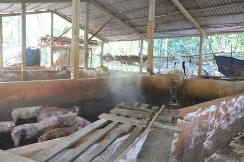 Tổ chức phun xịt thuốc khử trùng tại các trang trại chăn nuôi. (Ảnh: Huỳnh Phúc Hậu/TTXVN)