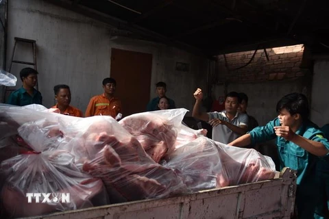 Thịt lợn dương tính với virus dịch tả lợn châu Phi bị đem đi tiêu hủy. (Ảnh: Lê Xuân/TTXVN)