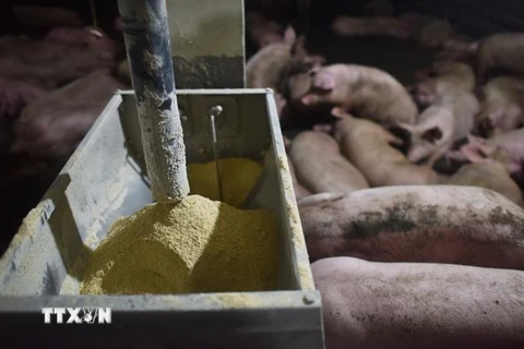 Một trang trại nuôi lợn. (Ảnh: AFP/TTXVN)