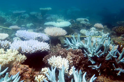 Rạn san hô Great Barrier tại Australia, ngày 19/4/2018. (Ảnh: AFP/TTXVN)