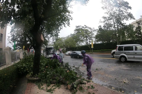 Gió lốc mạnh đã quật đổ 10 cây xanh, trong đó có nhiều cây thông bật gốc làm ảnh hưởng đến đường điện và nhà dân tại một số nơi của thành phố Đà Lạt. (Ảnh: Đặng Tuấn/TTXVN)