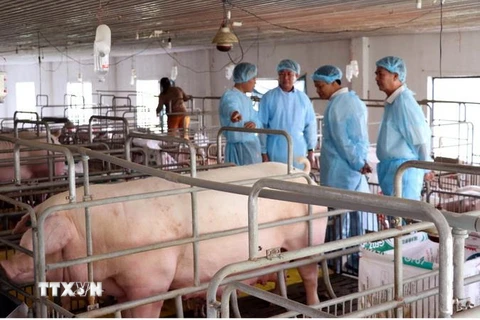 Hộ chăn nuôi lợn tại huyện Ninh Sơn, tỉnh Ninh Thuận. (Ảnh: Công Thử/TTXVN)