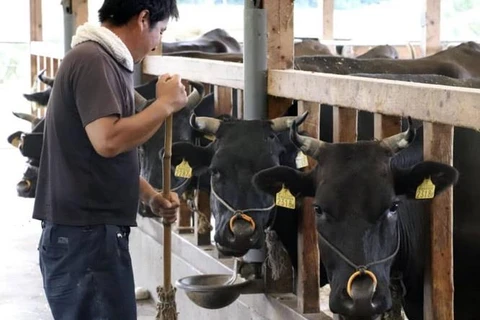 Một nông dân chăm sóc bò thịt tại trang trại ở Hoki, tỉnh Tottori. (Nguồn: Kyodo)