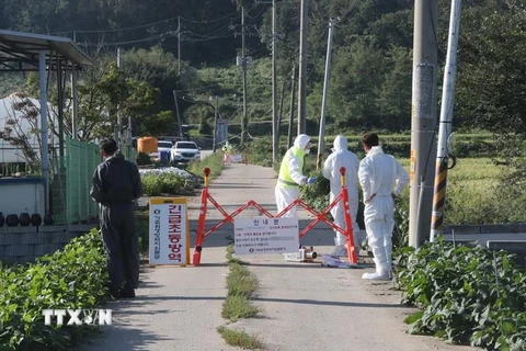 Nhân viên cơ quan kiểm dịch làm nhiệm vụ tại một trang trại ở Paju, phía Bắc thủ đô Seoul của Hàn Quốc, sau khi phát hiện trường hợp đầu tiên nhiễm virus tả lợn châu Phi, ngày 17/9 vừa qua. (Ảnh: Yonhap/TTXVN)