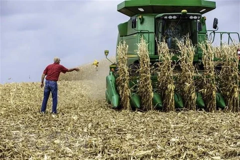 Nông dân thu hoạch ngô tại Hastings, bang Minnesota của Mỹ. (Ảnh: AFP/TTXVN)