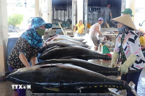 Sơ chế cá ngừ đại dương tại cảng cá Đông Tác, thành phố Tuy Hòa, tỉnh Phú Yên. (Ảnh: Phạm Cường/TTXVN)