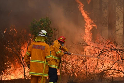 Lực lượng cứu hỏa Australia nỗ lực dập lửa cháy rừng tại Taree, cách Sydney 350km về phía bắc, ngày 9/11 vừa qua. (Ảnh: AFP/TTXVN)