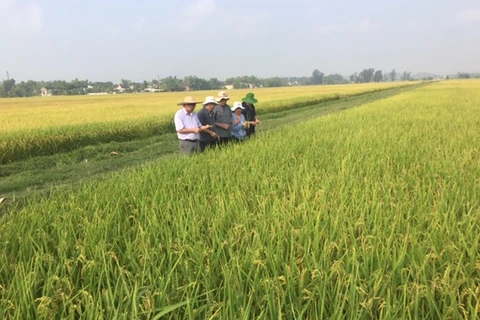 Đoàn công tác của Cục Trồng trọt đi kiểm tra, đánh giá tình hình sản xuất lúa. (Nguồn: cuctrongtrot)