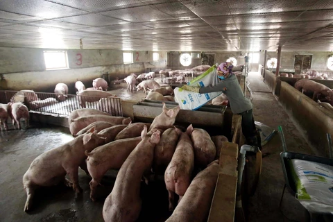 Nông dân chăm sóc đàn lợn theo mô hình VietGap. (Ảnh: TTXVN)