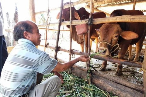 Nông dân chăm sóc đàn bò lai từ dự án Phát triển giống bò thịt chất lượng cao. (Ảnh: Dư Toán/TTXVN)