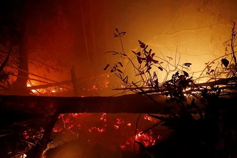 76% diện tích đất ở Indonesia bị cháy là ở các vùng đất bị bỏ hoang vốn vài năm trước đây là rừng. (Nguồn: ndtv)