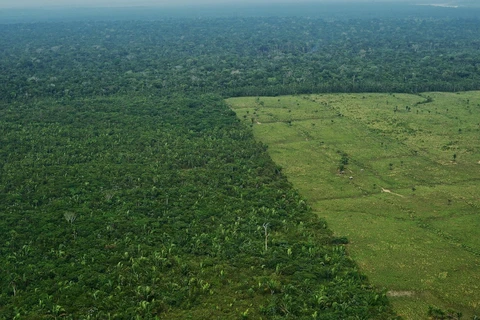 Rừng Amazon tại Brazil. (Ảnh: AFP/TTXVN)