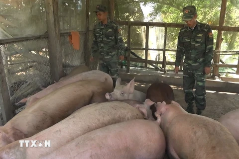 Hơn 2,2 tấn lợn nhập lậu qua biên giới vào sáng ngày 16/12 bị thu giữ. (Ảnh: Chương Đài/TTXVN)