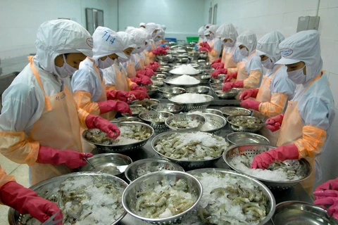 Chế biến tôm đông lạnh xuất khẩu tại Công ty TNHH Thông Thuận, tỉnh Ninh Thuận. (Ảnh: TTXVN)