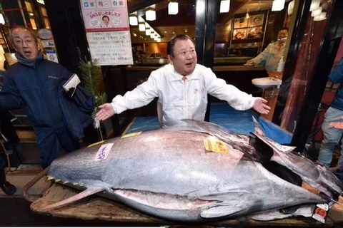 Chủ tịch của Kiyomura Corp Kiyoshi Kimura trưng bày một con cá ngừ vây xanh nặng 276kg, tại nhà hàng chính của ông ở Tokyo sau Tết đấu giá tại chợ cá Toyosu. (Nguồn: AFP)