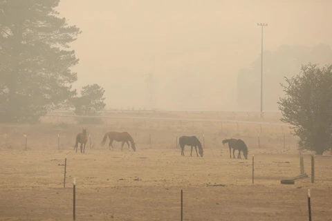 Khói mù từ các đám cháy rừng bao phủ thủ đô Canberra của Australia ngày 5/1. (Ảnh: THX/TTXVN)