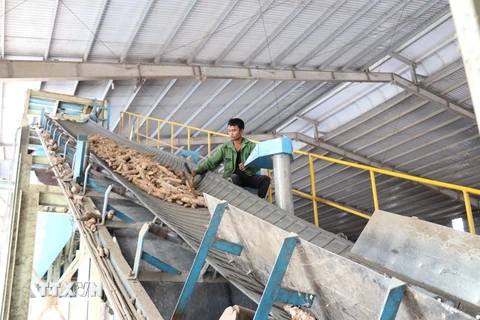 Công nhân sản xuất tại nhà máy tinh bột sắn. (Ảnh: Hoài Nam/TTXVN)