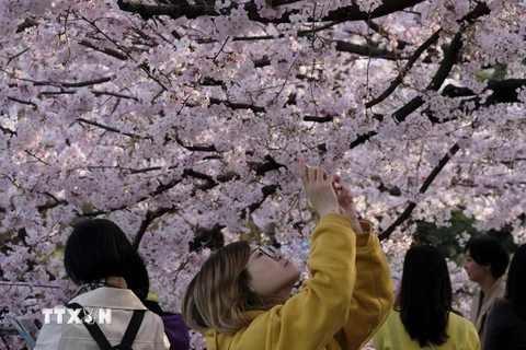Du khách chiêm ngưỡng vẻ đẹp của hoa anh đào tại Tokyo, Nhật Bản năm 2019. (Ảnh: AFP/TTXVN)