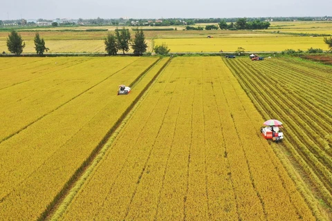 Nông dân thu hoạch lúa vụ Hè Thu 2019 trên cánh đồng mẫu lớn. (Ảnh: Hồ Cầu/TTXVN)