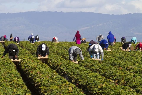 Nông dân nhập cư trên cánh đồng dâu tây. (Nguồn: Getty Images)