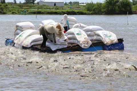 Vùng nuôi cá tra thương phẩm ở huyện Cao Lãnh được cấp mã số nhận diện. (Ảnh: Nguyễn Văn Trí/TTXVN)