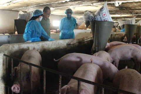 Đoàn công tác của Bộ Nông nghiệp và Phát triển Nông thôn kiểm tra việc chăn nuôi tại trang trại ở huyện Vĩnh Cửu, tỉnh Đồng Nai. (Ảnh: Công Phong/TTXVN)