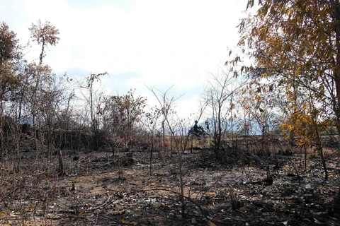 Vụ cháy gần 100ha rừng keo trồng tại địa bàn xã Ninh Xuân, thị xã Ninh Hòa, tỉnh Khánh Hòa thời điểm giữa tháng Năm vừa qua gây thiệt hại khoảng 1,6 tỷ đồng. (Ảnh: Nguyễn Dũng/TTXVN)
