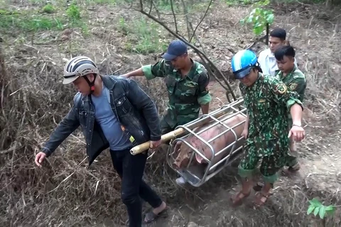 Lực lượng Bộ đội Biên phòng Quảng Trị vận chuyển lợn nhập lậu về xử lý. (Ảnh: Hồ Cầu/TTXVN)
