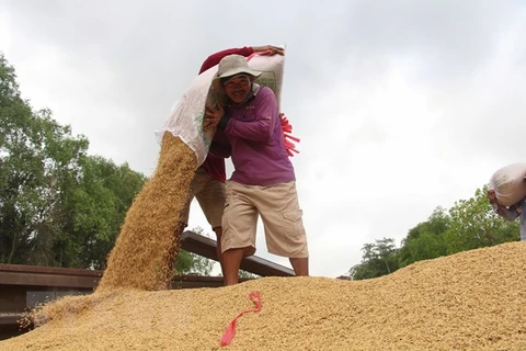 Lúa Hè-Thu sớm đạt năng suất, chất lượng và giá cao, nông dân phấn khởi. (Ảnh: Hồng Thái/TTXVN)