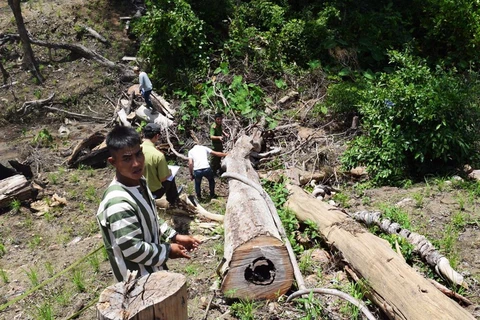 Các đối tượng bị bắt giữ được đưa đi thực nghiệm hiện trường vụ phá rừng tại Kbang. (Ảnh: Nguyễn Hoài Nam/TTXVN)