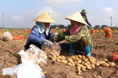 Người dân thu hoạch khoai tây. (Ảnh minh họa: Đinh Văn Nhiều/TTXVN)