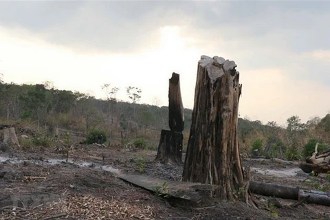 Hiện trường một vụ phá rừng tại Gia Lai. (Ảnh: Dư Toán/TTXVN)