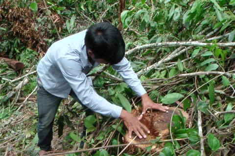 Một gốc gỗ keo có đường kính trên 40 cm vừa bị cưa. (Nguồn: baoquangngai.vn)
