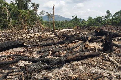 Ban quản lý rừng phòng hộ Ia Grai đã để mất, bị lấn chiếm hơn 360ha rừng. (Nguồn: baogialai.com.vn) 
