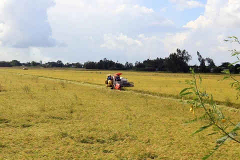 Thu hoạch lúa Hè Thu 2020 ở xã Mỹ Hiệp Sơn, huyện Hòn Đất, tỉnh Kiên Giang thuộc vùng dự án VnSAT. (Ảnh: Lê Huy Hải/TTXVN)