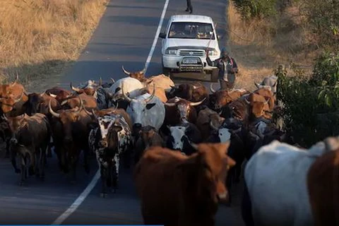 Một người đàn ông chăn gia súc ở Cato Ridge của Nam Phi. (Nguồn: Reuters)