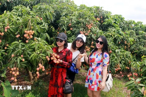 Du khách tham quan, chụp ảnh tại vườn vải thiều xã Nam Dương, Lục Ngạn, tỉnh Bắc Giang. (Ảnh: TTXVN)