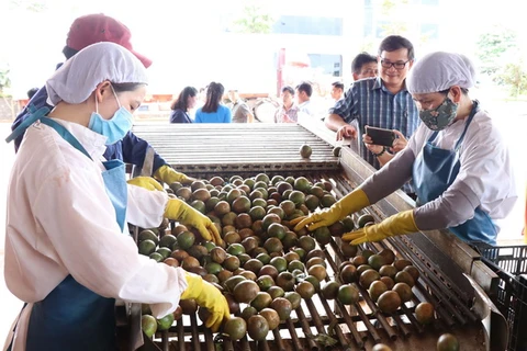 Dây chuyền sản xuất Chanh leo tại Công ty Cổ phần Thực phẩm xuất khẩu Đồng Giao. (Ảnh: Hồng Điệp/TTXVN)