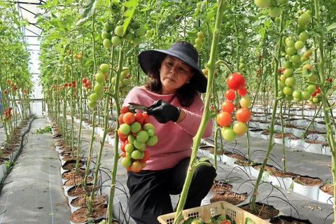 Bà Nguyễn Thị Huệ trong khu vườn cà chua trồng trong nhà kính ở phường 7, thành phố Đà Lạt, tỉnh Lâm Đồng. (Ảnh: Chu Quốc Hùng/TTXVN)