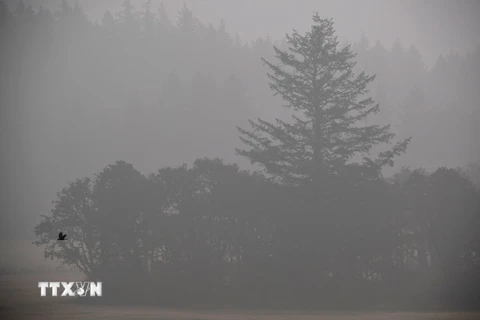 Khói mù do lửa cháy rừng bao phủ ở Sublimity, Oregon. (Ảnh: AFP/TTXVN)