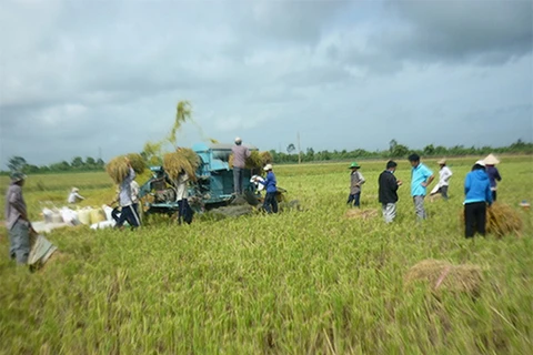 Thu hoạch lúa Nhật ở An Giang. (Nguồn: angimex-kitoku)