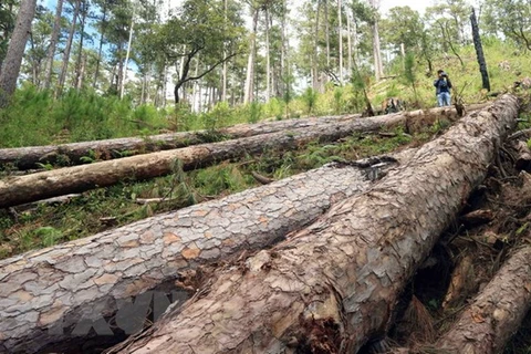 Tại hiện trường ước tính 100 cây thông cổ thụ đã bị đốn hạ, nằm ngổn ngang. (Ảnh Đặng Tuấn/TTXVN)