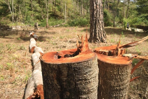 Cây rừng phòng hộ nằm giáp ranh giữa hai xã Đạ Sar và Đạ Nhim, huyện Lạc Dương, bị đốn hạ. (Ảnh Đặng Tuấn/TTXVN)