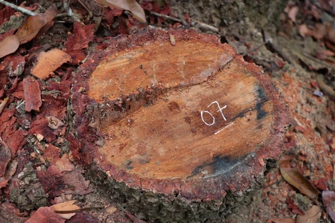 Hình ảnh gốc cây và dấu vết cưa hạ của “lâm tặc” trong rừng đặc dụng Mường Phăng. Ảnh: Xuân Tiến/TTXVN)