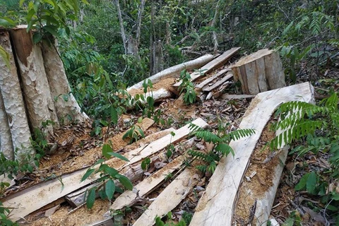 Hiện trường một vụ khai thác rừng trái phép tại khu vực giáp ranh Khu bảo tồn thiên nhiên Ea Sô, huyện Ea Kar, tỉnh Đắk Lắk. (Ảnh: Tuấn Anh/TTXVN) 