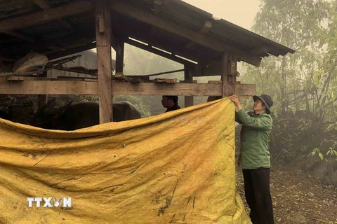 Người dân xã Tả Ngảo, huyện Sìn Hồ quây bạt che chắn cho đàn gia súc nhằm giảm thiểu thiệt hại do rét đậm, rét hại gây ra. (Ảnh: Quý Trung/TTXVN)