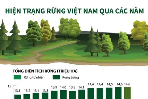 [Infographics] Hiện trạng rừng Việt Nam trong 13 năm qua